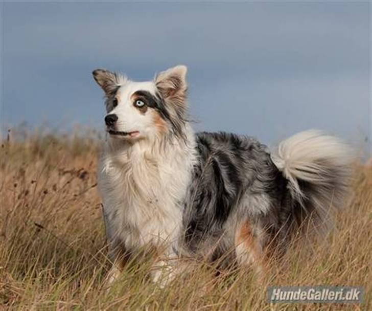 Blanding af racer Aus.shep/Bern.sen Ozzine billede 5