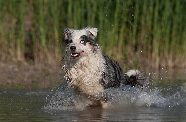 Blanding af racer Aus.shep/Bern.sen Ozzine billede 6