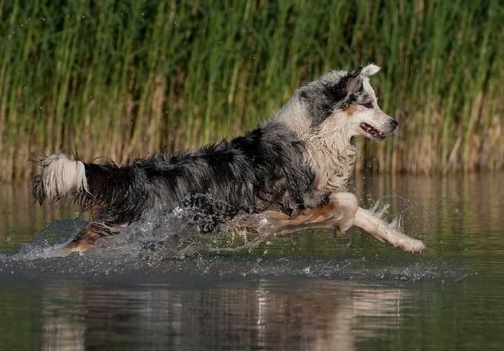 Blanding af racer Aus.shep/Bern.sen Ozzine billede 7