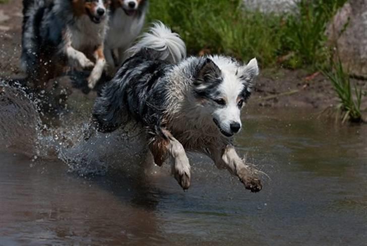 Blanding af racer Aus.shep/Bern.sen Ozzine billede 8