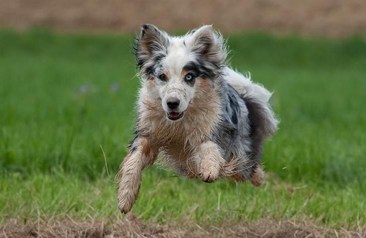 Blanding af racer Aus.shep/Bern.sen Ozzine billede 9