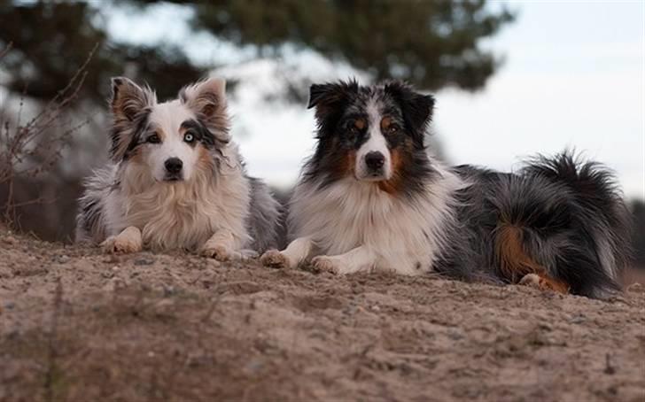 Blanding af racer Aus.shep/Bern.sen Ozzine billede 10