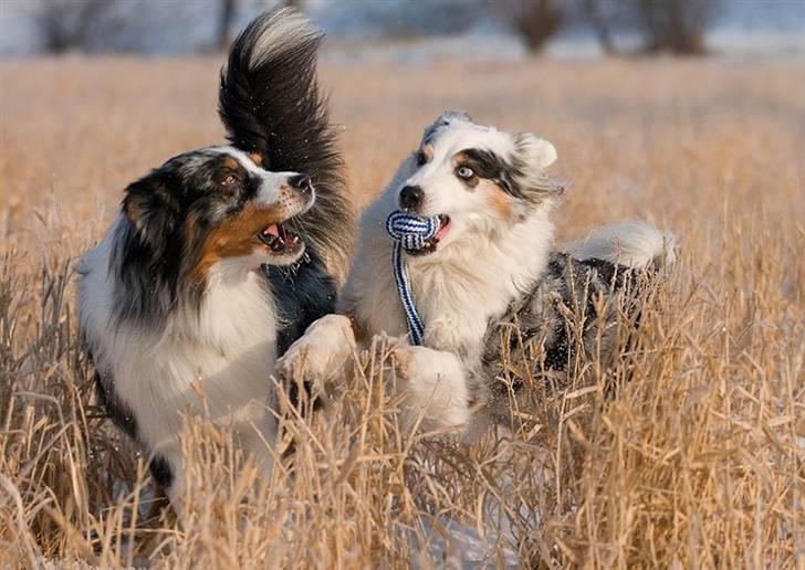 Blanding af racer Aus.shep/Bern.sen Ozzine billede 11