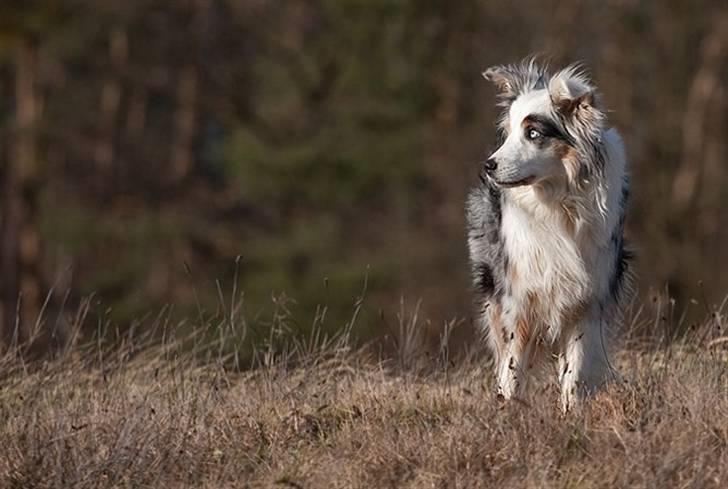 Blanding af racer Aus.shep/Bern.sen Ozzine billede 12