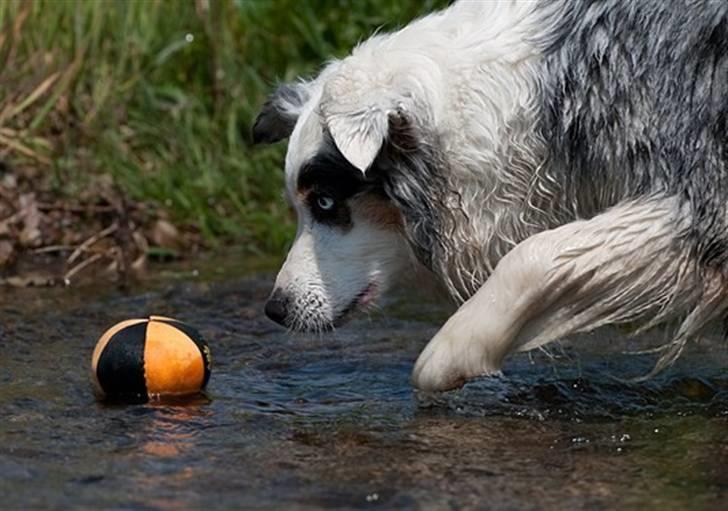 Blanding af racer Aus.shep/Bern.sen Ozzine billede 13