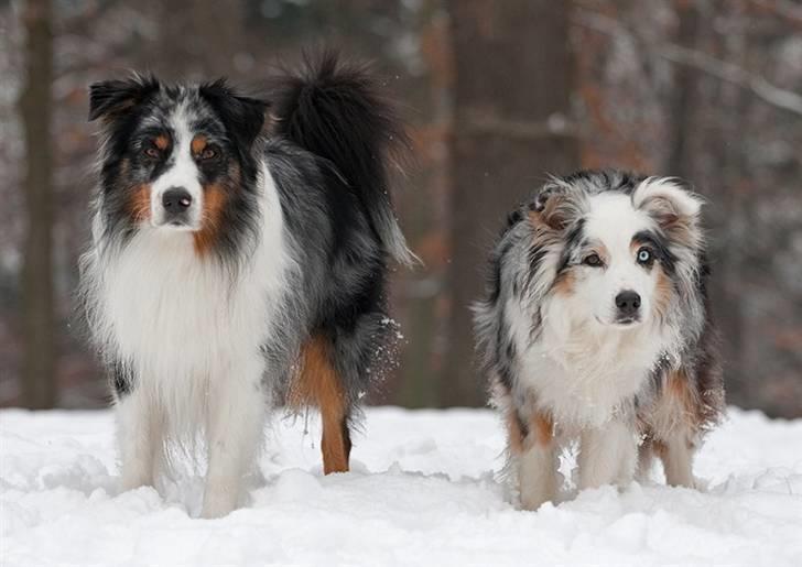 Blanding af racer Aus.shep/Bern.sen Ozzine billede 14