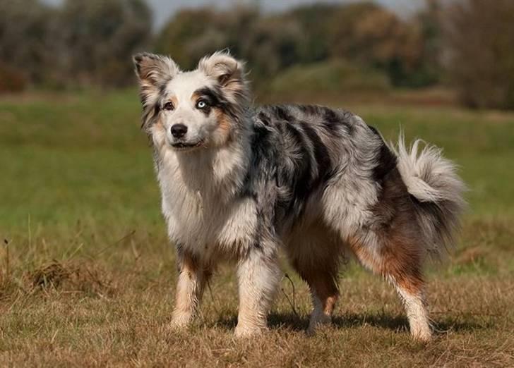 Blanding af racer Aus.shep/Bern.sen Ozzine billede 15