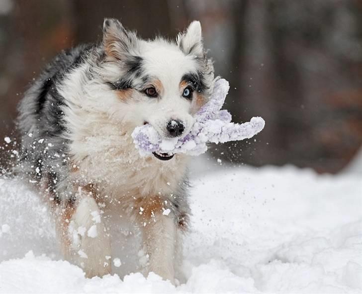 Blanding af racer Aus.shep/Bern.sen Ozzine billede 16