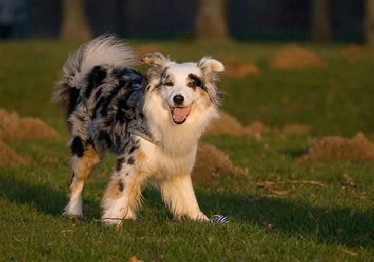 Blanding af racer Aus.shep/Bern.sen Ozzine billede 17