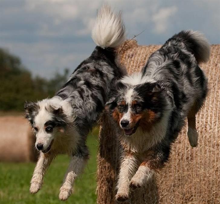 Blanding af racer Aus.shep/Bern.sen Ozzine billede 18