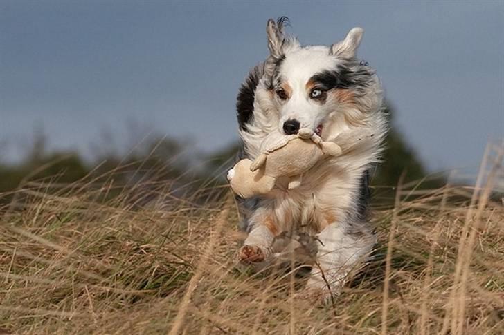 Blanding af racer Aus.shep/Bern.sen Ozzine billede 19