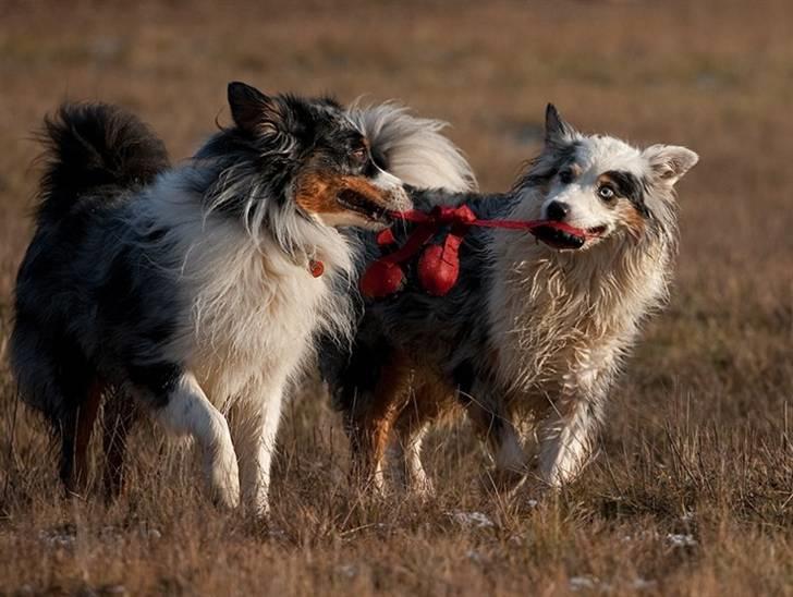 Blanding af racer Aus.shep/Bern.sen Ozzine billede 20