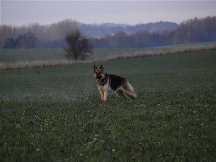 Schæferhund Tinka billede 2