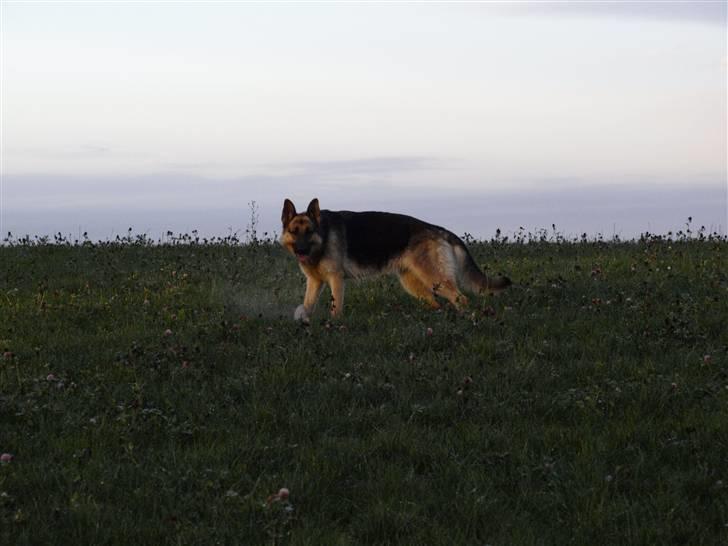 Schæferhund Tinka billede 3