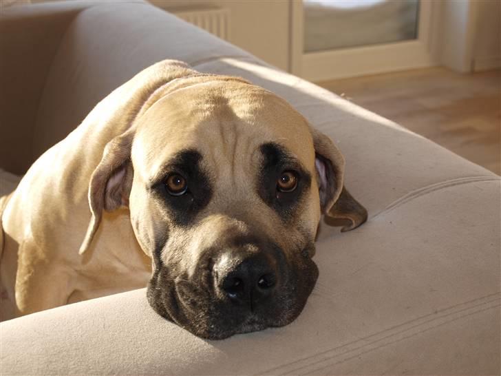 Boerboel Zuma billede 1