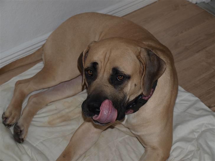 Boerboel Zuma billede 2