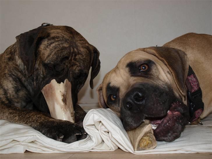 Boerboel Zuma billede 3