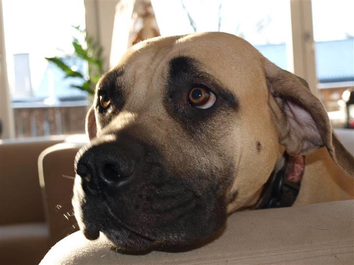 Boerboel Zuma billede 4