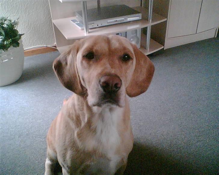 Blanding af racer Bertil (død) - Hmm mor giv mig lige noget af dit mad!! billede 1