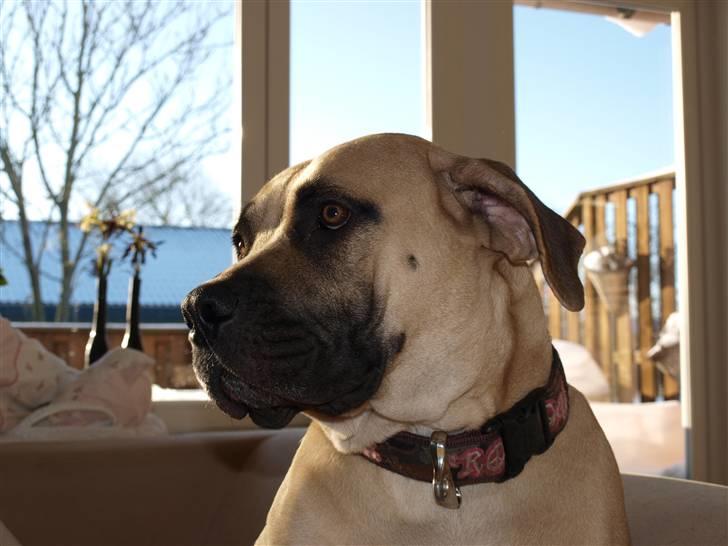 Boerboel Zuma billede 5