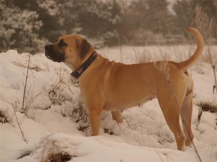 Boerboel Zuma billede 6