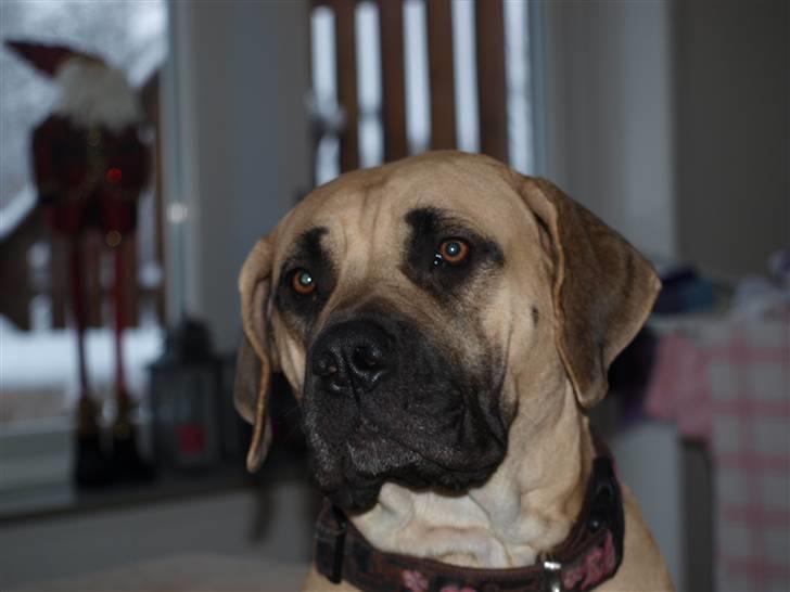 Boerboel Zuma billede 7