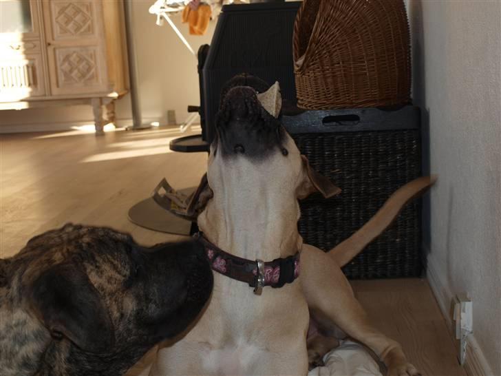 Boerboel Zuma billede 8