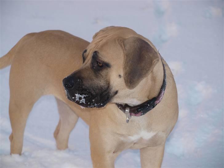 Boerboel Zuma billede 9
