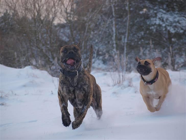 Boerboel Zuma billede 10