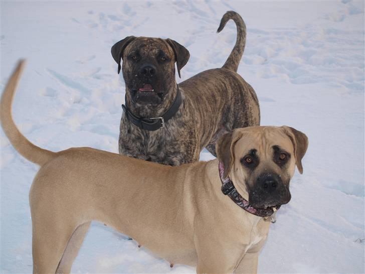 Boerboel Zuma billede 11