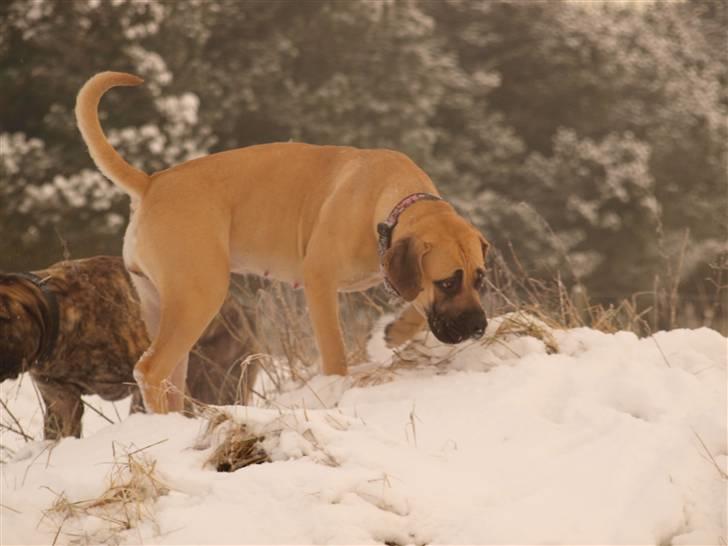 Boerboel Zuma billede 12