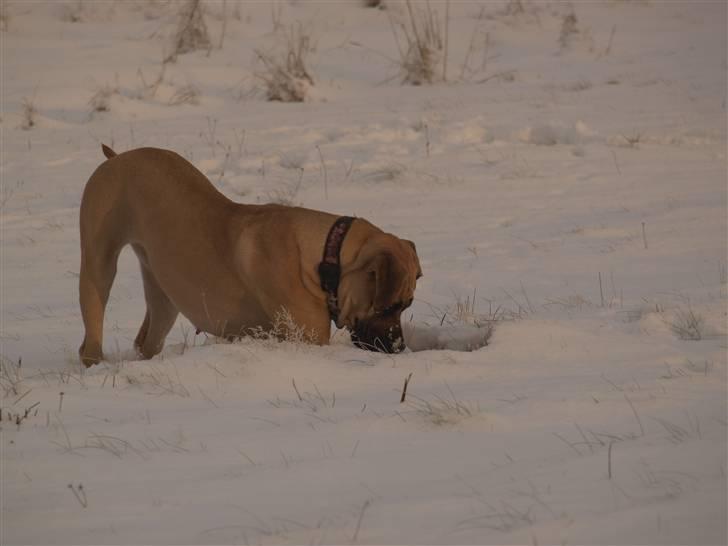 Boerboel Zuma billede 13