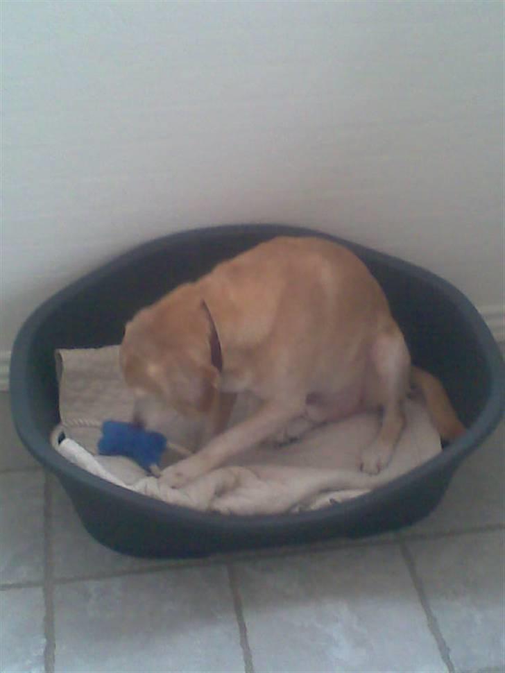 Blanding af racer Bertil (død) - Leger med sit tov/pivedyr billede 2