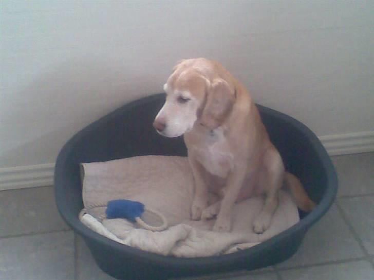 Blanding af racer Bertil (død) - aøde Bertil billede 3