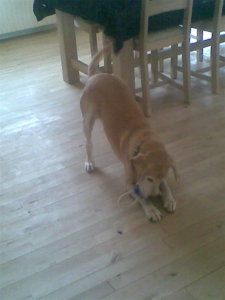 Blanding af racer Bertil (død) - Leger billede 5