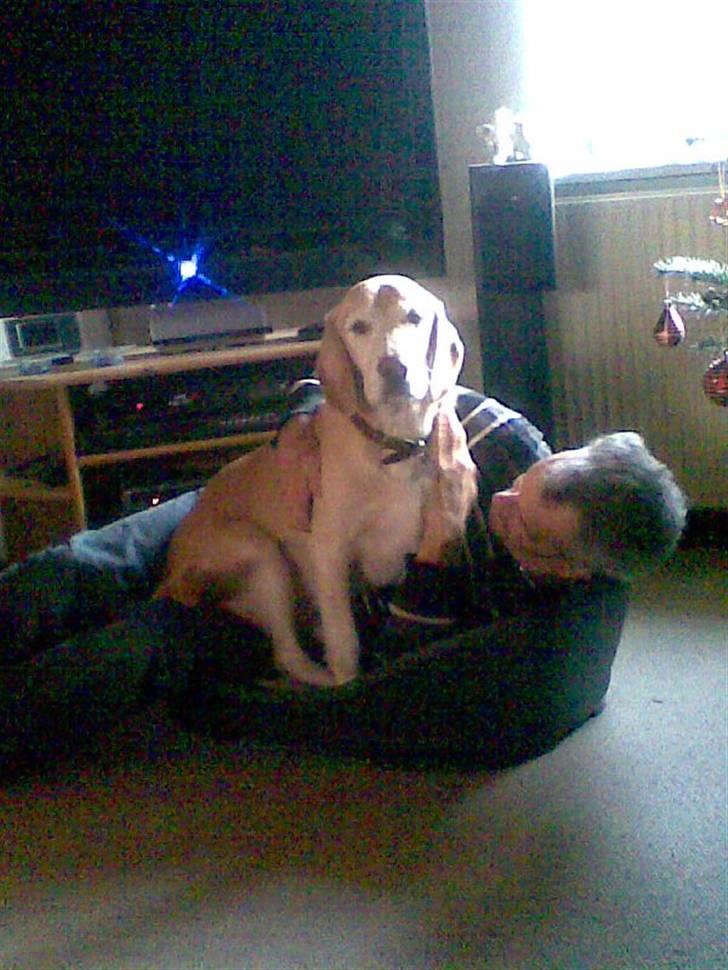 Blanding af racer Bertil (død) - Min far og Bertil deler hundekurven, hjemme hos mine forældre :o) billede 6