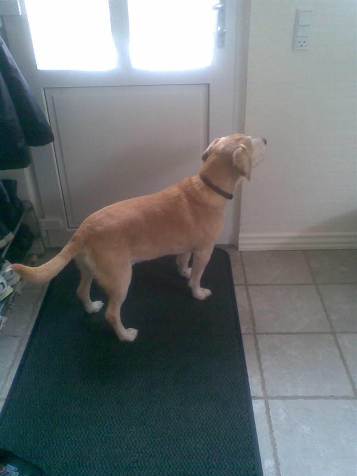 Blanding af racer Bertil (død) - hmm mor jeg tror altså der kommer nogen!! billede 9