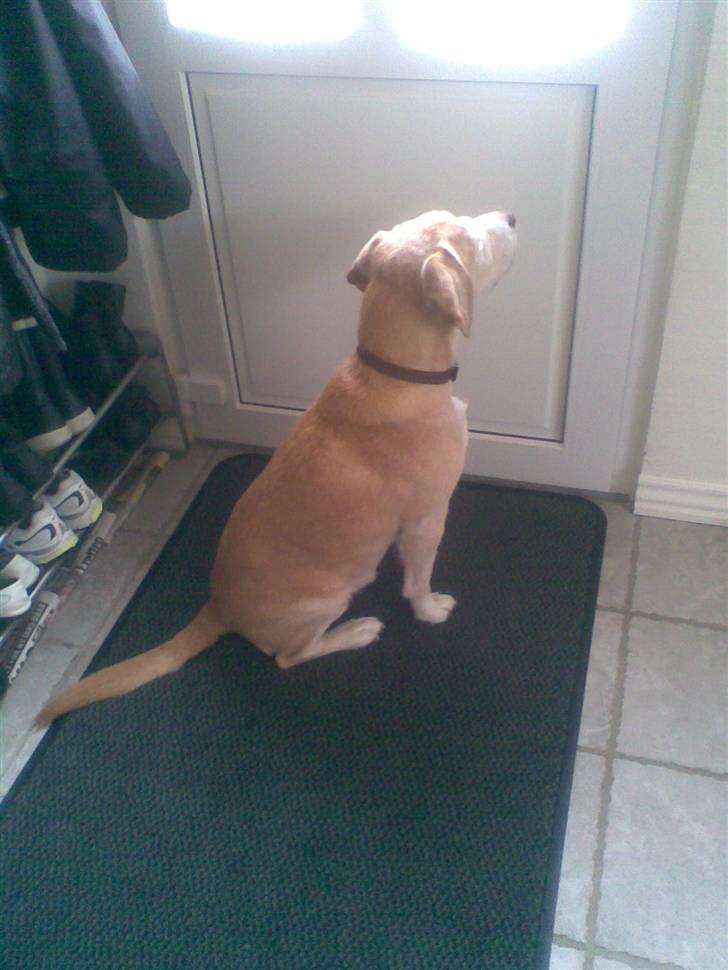 Blanding af racer Bertil (død) - Der kommer altså nogen mor!! billede 10