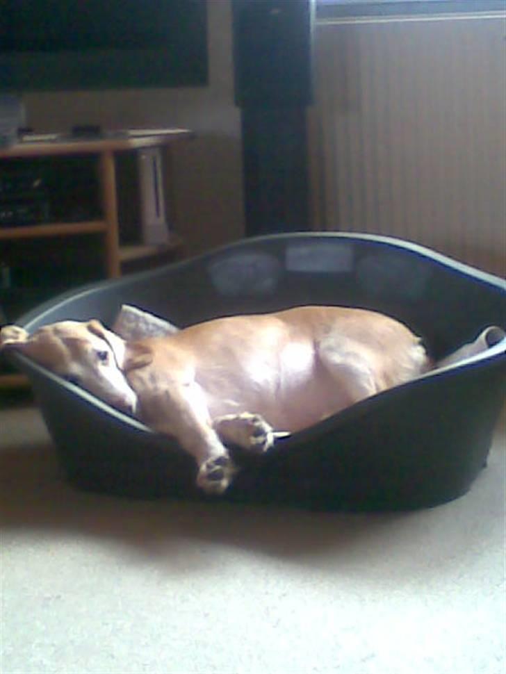 Blanding af racer Bertil (død) - Tager lige en lur i hundekurven hjemme hos mine forældre :o) billede 13