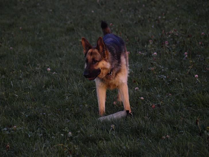 Schæferhund Tinka billede 4