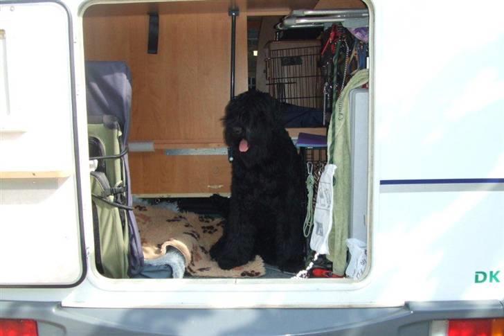 Sort russisk terrier hasse billede 2