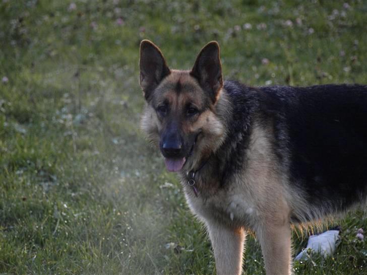 Schæferhund Tinka billede 5