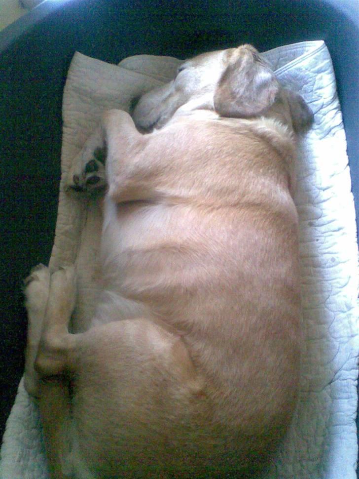 Blanding af racer Bertil (død) - Bertil i hans ynglingsstilling i hundekurven :o) billede 14