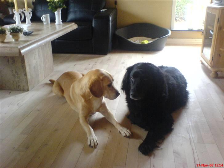 Blanding af racer Bertil (død) - Bertil og hans ven Duke. Duke er desværre død nu. :o( billede 15