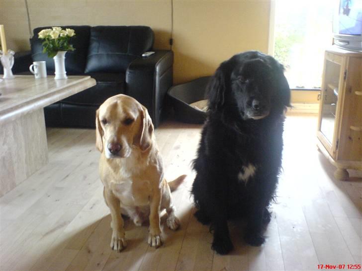 Blanding af racer Bertil (død) - Bertil og hans ven Duke. Duke er desværre død nu :o( billede 16