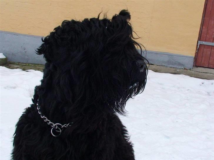Sort russisk terrier hasse billede 3
