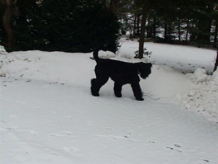 Sort russisk terrier hasse billede 5
