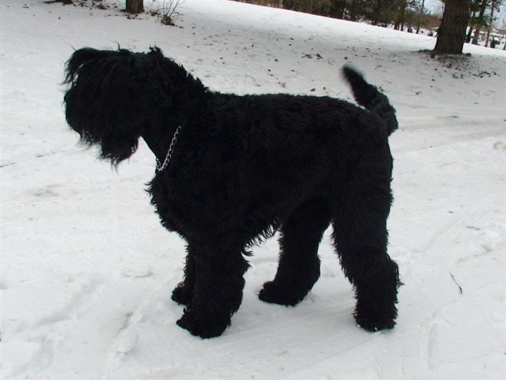 Sort russisk terrier hasse billede 6