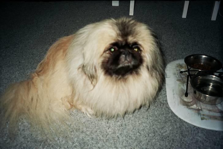 Pekingeser Tudse R.I.P - Himmelhund - Tudse passer på sin madskål billede 15