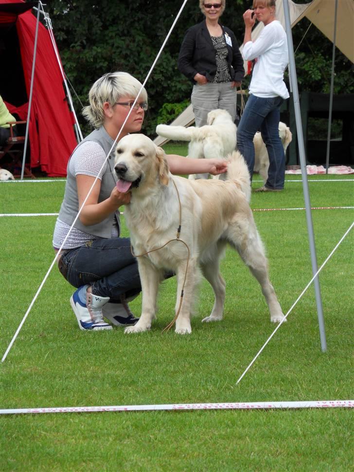 Golden retriever Golden Oggy Jazmin billede 6